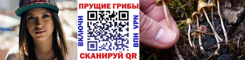 цены наркотик  Бодайбо  Псилоцибиновые грибы MAGIC MUSHROOMS 