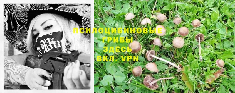 Псилоцибиновые грибы Psilocybe  Бодайбо 